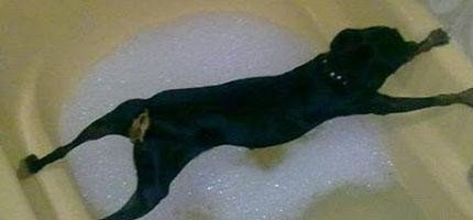 狗狗不肯洗澡