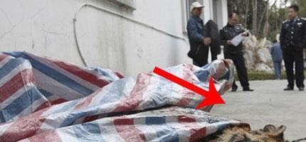 中國暴發戶屠殺老虎