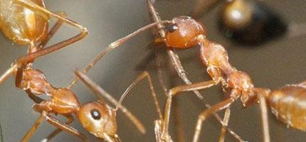 印度螞蟻喝了有顏色的糖水之後會變顏色