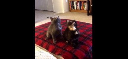 兩隻小貓咪跟著音樂跳舞_FT