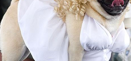 萬聖節最可愛的狗狗