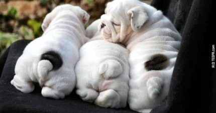 狗狗可愛小屁屁