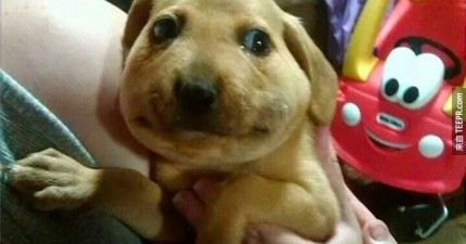 狗狗被蜜蜂咬到