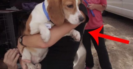 米格魯第一次被釋放後的情緒