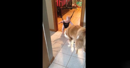 狗狗教小寶寶怎麼跳