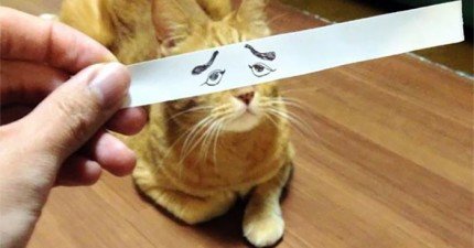 給貓咪動漫眼睛