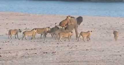 14隻獅子攻擊一頭大象