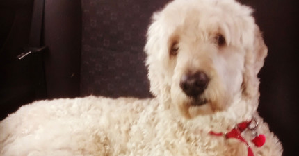 主人出門時狗狗做的事情