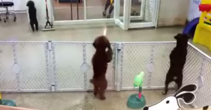 狗狗超興奮看到主人會跳舞jpg