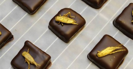 蟲巧克力