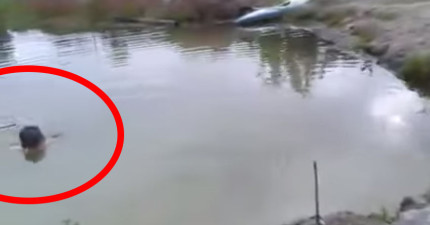 主人溺水狗狗去救