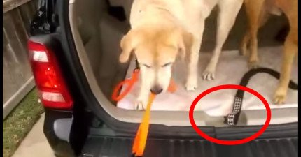 狗鍊讓車門關不了