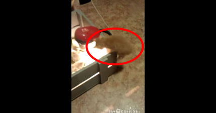 貓咪掉到一箱小鴨子裡