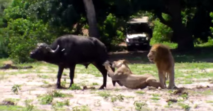 公獅子感覺忽然來了