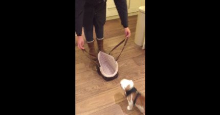 小英國鬥牛犬跑進手提袋