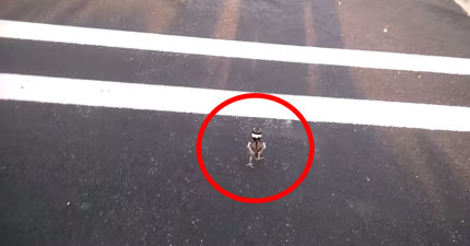 小鳥跟家人重逢