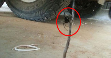 蜘蛛殺蛇蜘蛛殺蛇