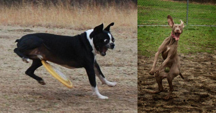 沒有狗狗細胞的狗狗