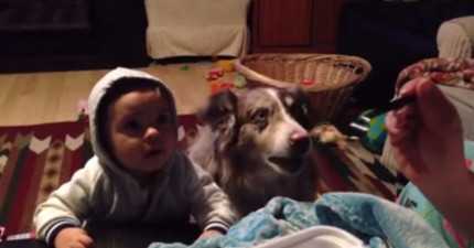 狗狗搶先叫媽媽