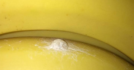 香蕉蜘蛛蛋