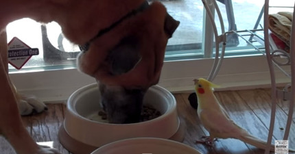 鳥唱歌給吃飯狗狗聽