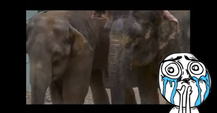 大象姊妹分離22年