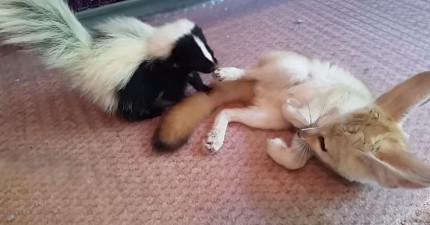 臭鼬狐狸最好朋友