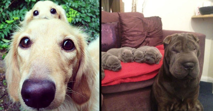 縮小版自己狗狗