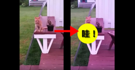 貓咪超爆笑坐姿2