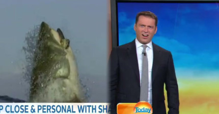 再也不回到海裡了