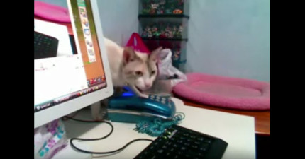 貓咪超會掛電話