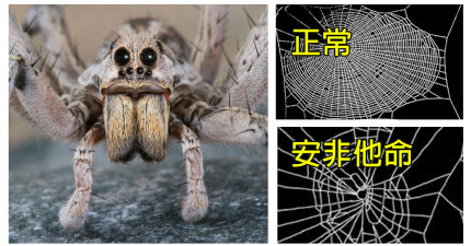 蜘蛛不同的網狀
